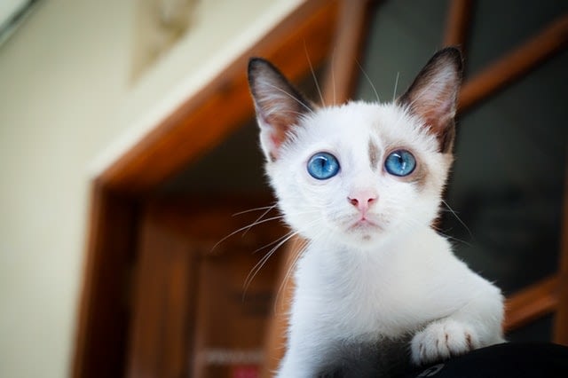 Kékszemű Macska Nyaklánc